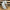 2.5" x 10Y magnolia Wired Ribbon - LS101537