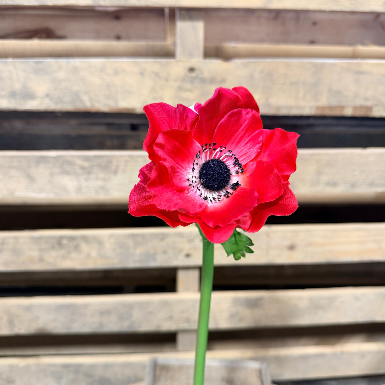17” red poppy stem - FS391624