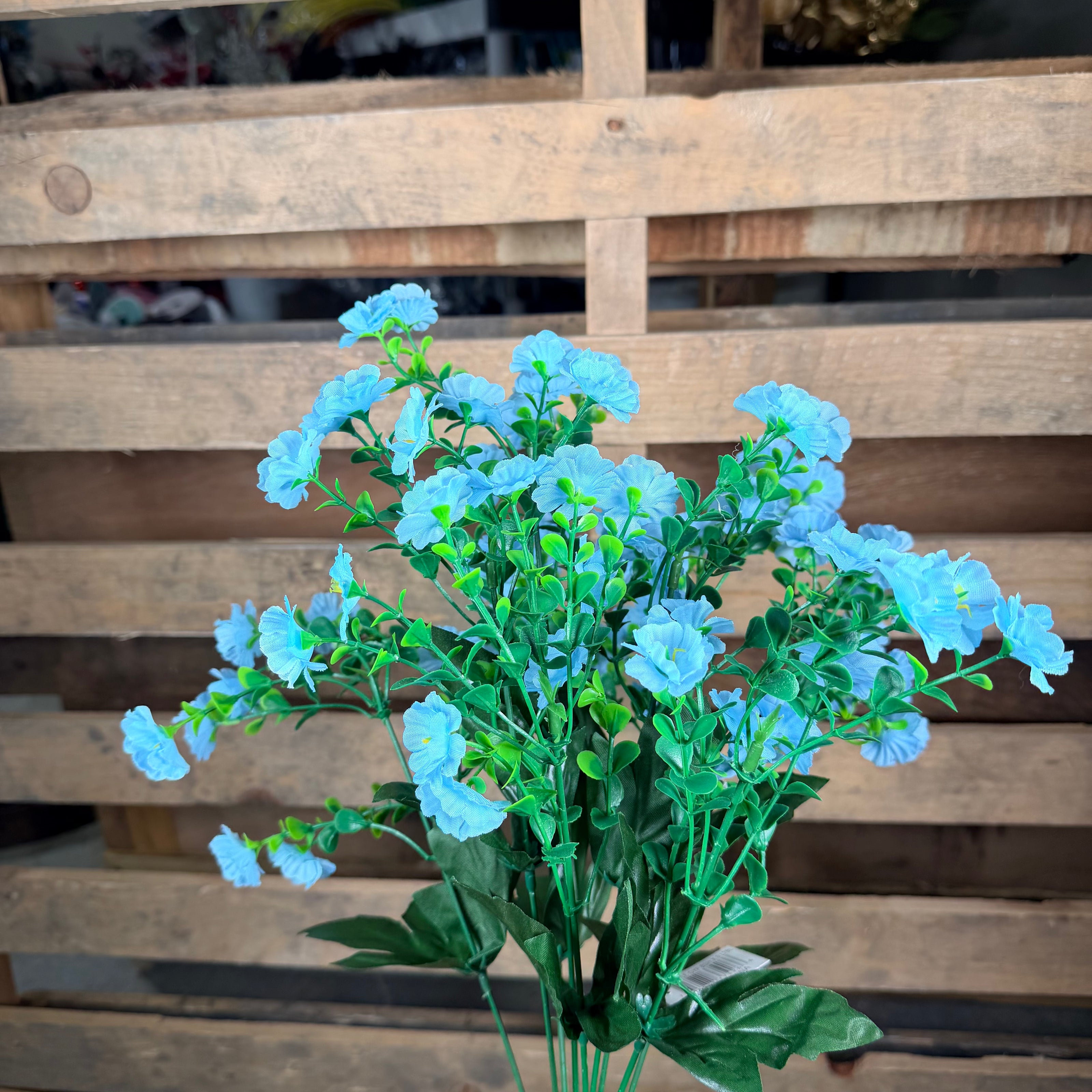 Blue gypsy bush  - 37426