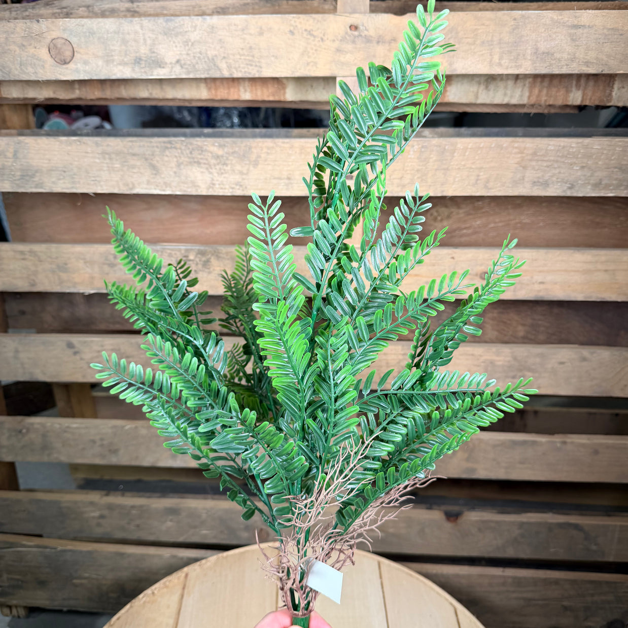 Boston Fern Stem - 18321
