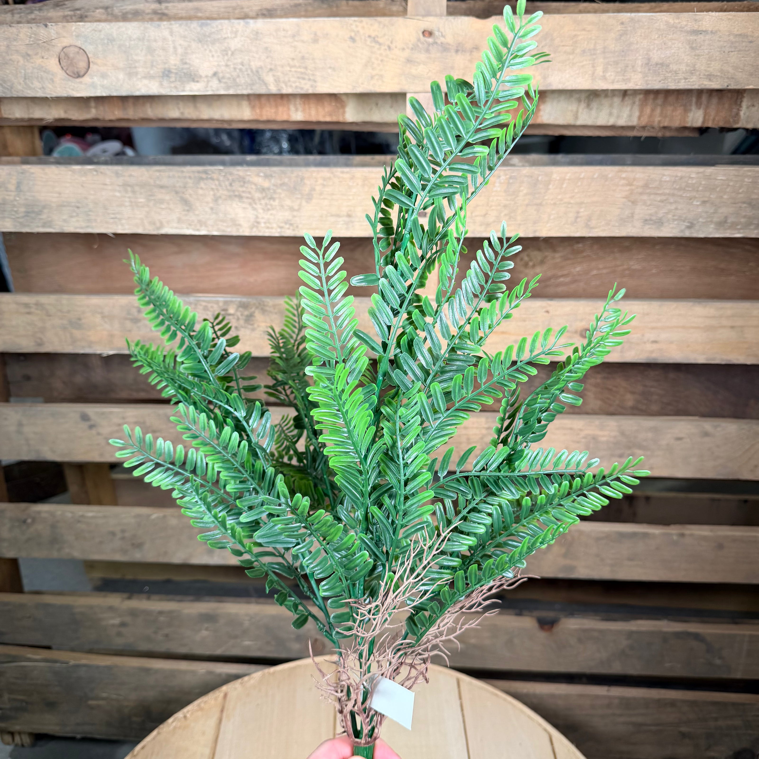 Boston Fern Stem - 18321
