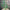 31"L GLITTERED/PAPER GRASS SPRAY - LIME GREEN - XS104956