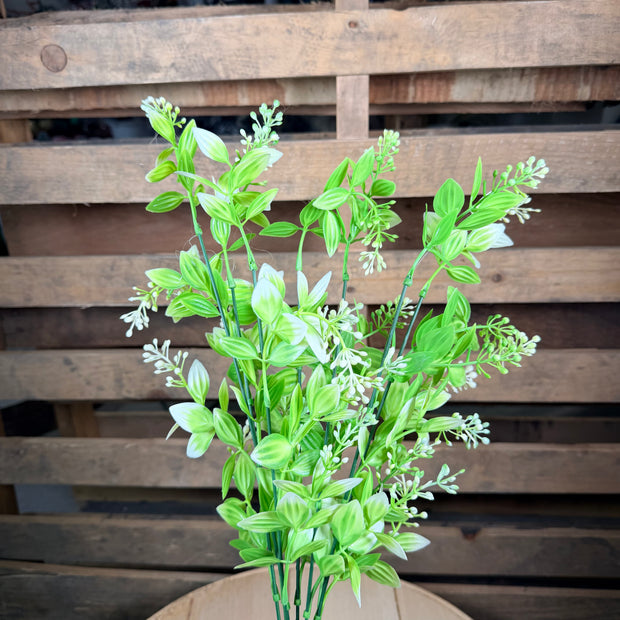 Cream Boxwood berry bush -   57175