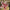30”H red and whit knit poinsettia spray - DCSP5180