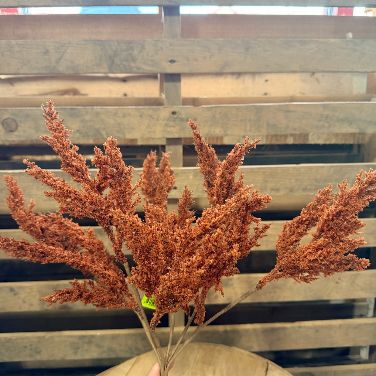 21" Feather Reed Bush   -  57265RUST