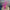 36" Pink Glitter berry Twig Spray - QG221513