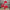 28 Inch Red sequin swirl pick - 74238RD