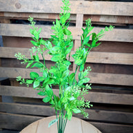 Boxwood berry bush -   57171