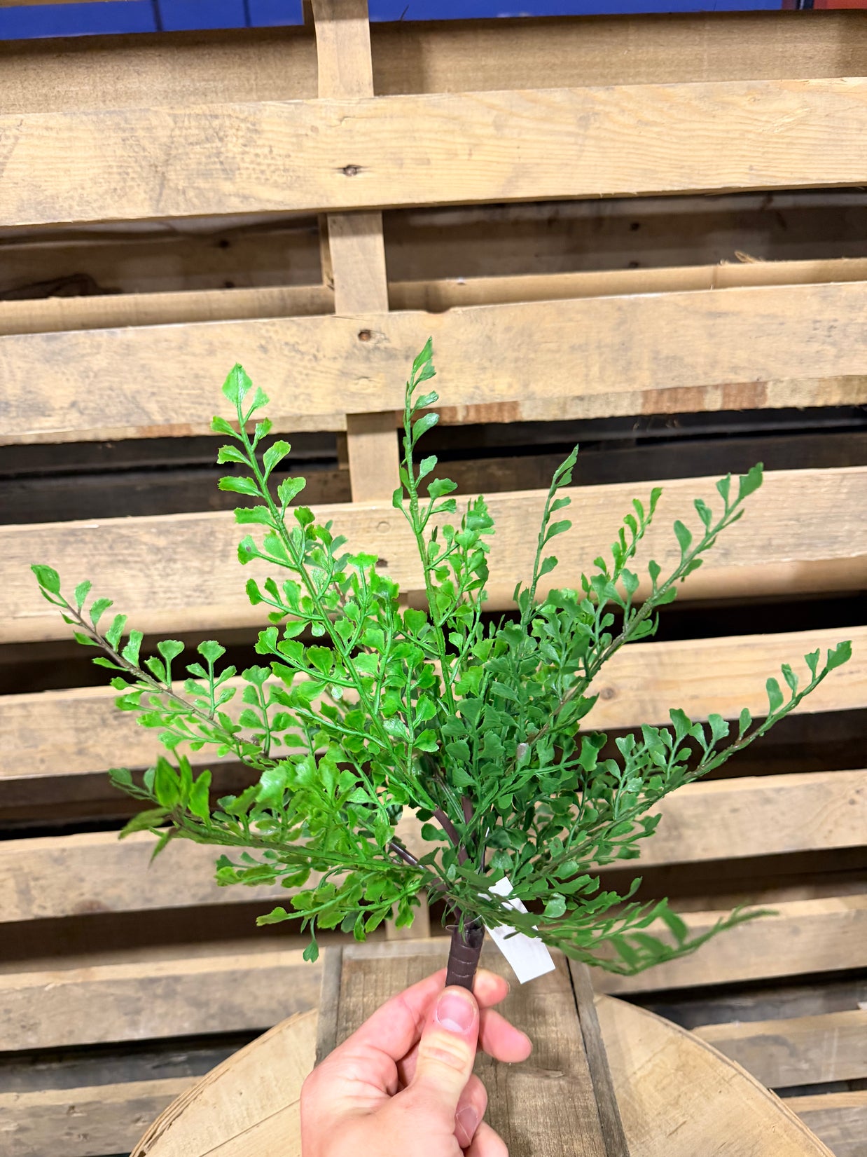 13” maiden hair fern bush - FG6391