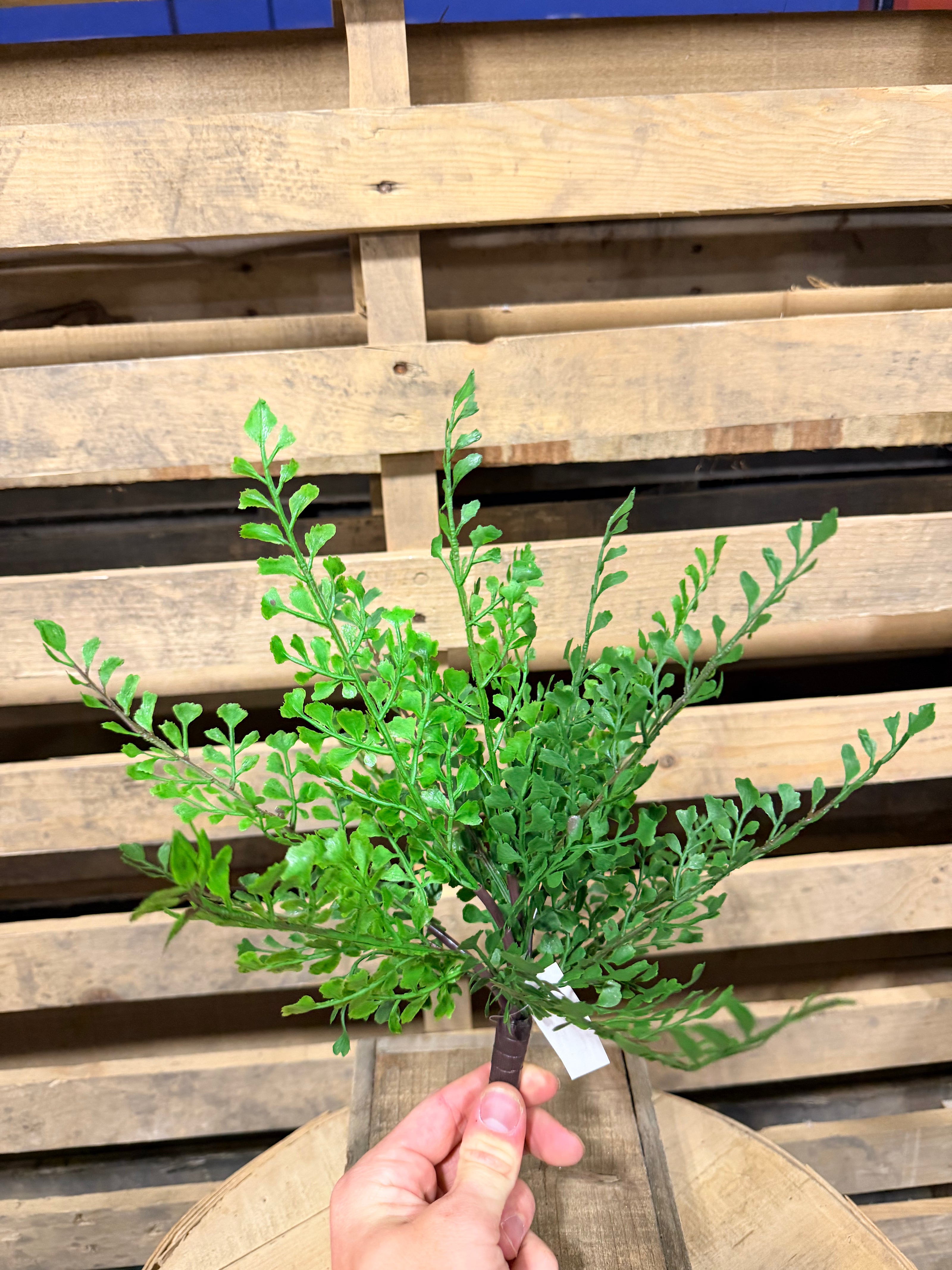 13” maiden hair fern bush - FG6391