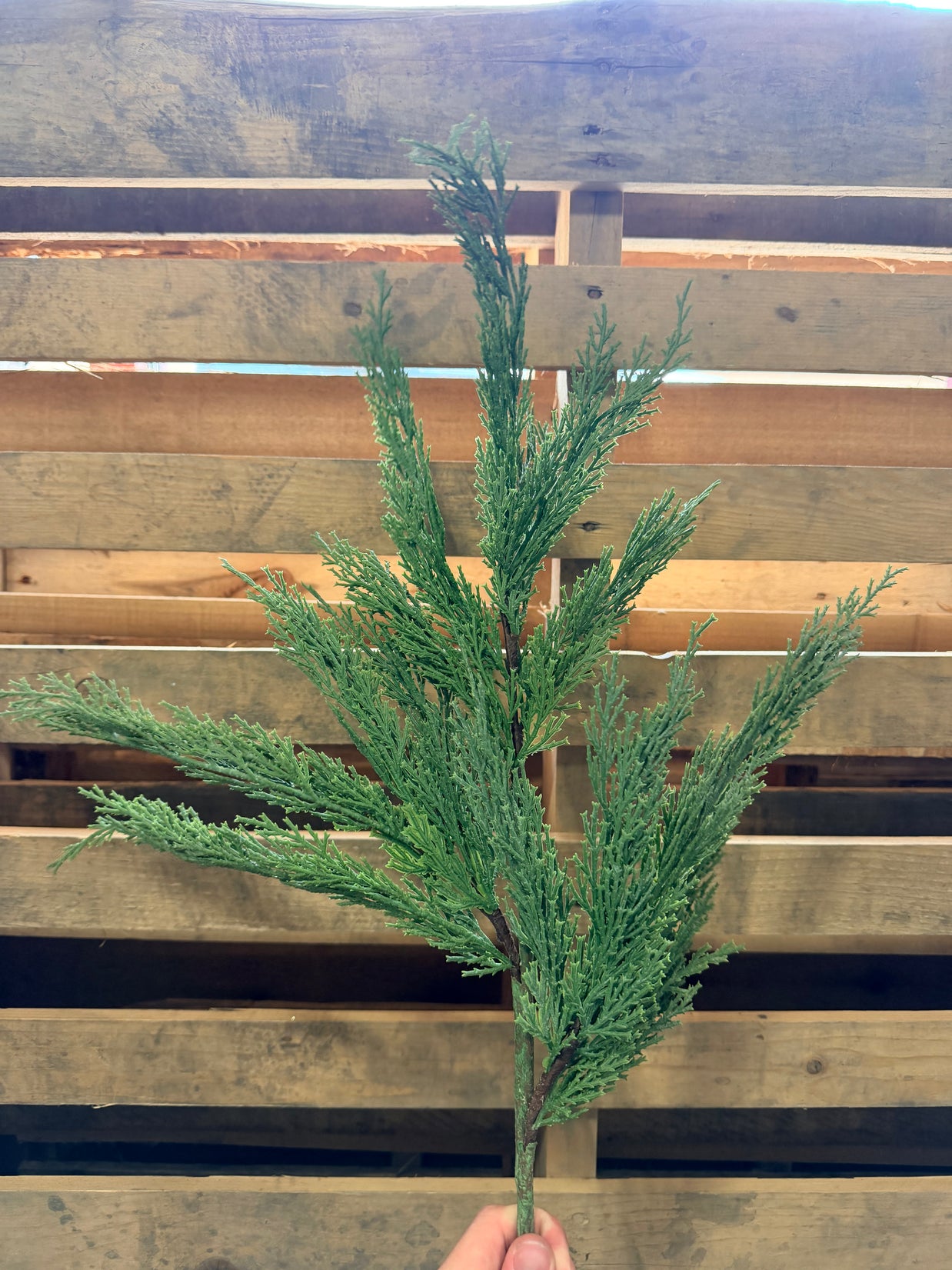 33”  Cedar spray - EH214033