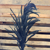 36” Black Norfolk pine Pick  - XV772702