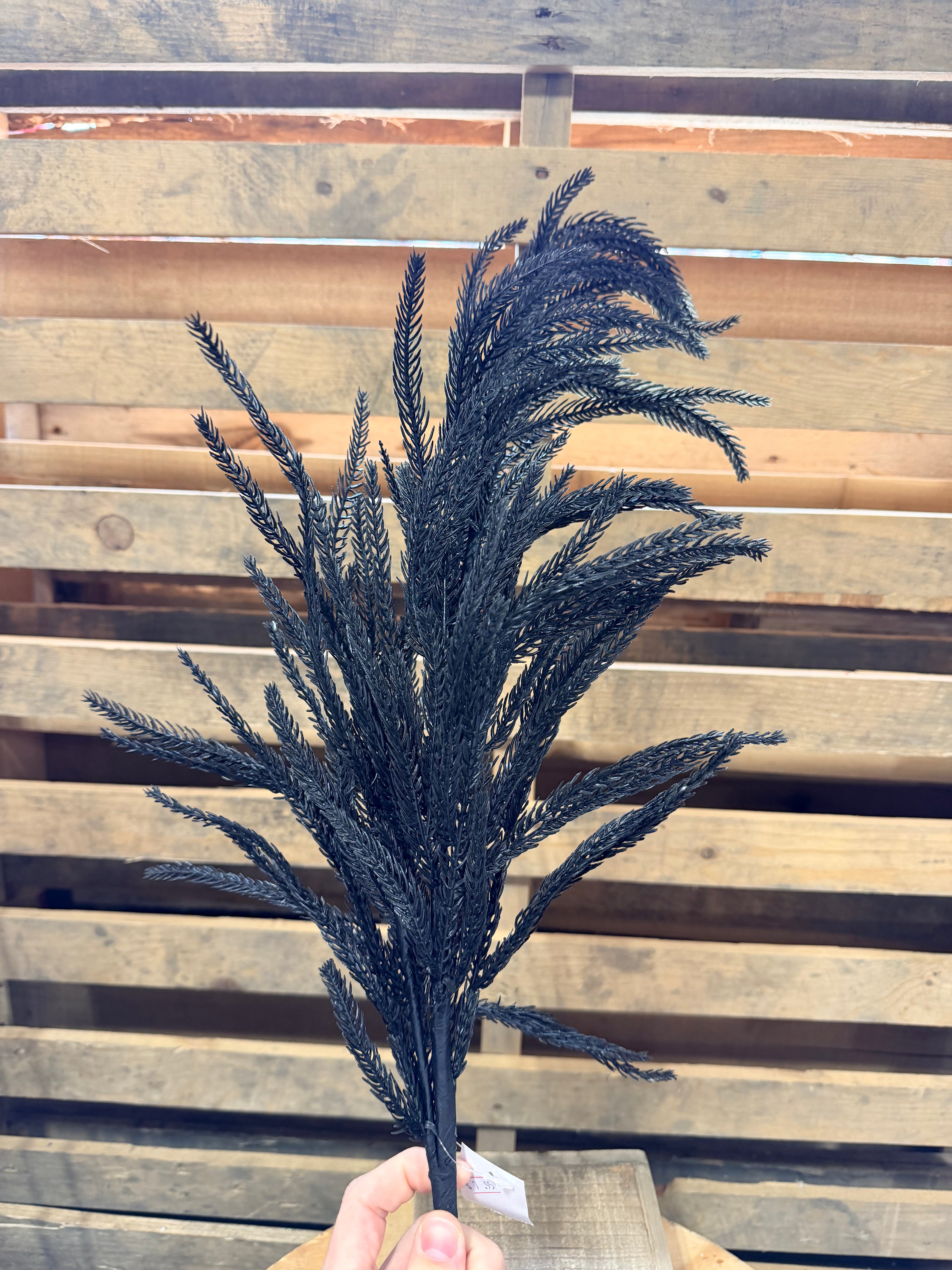 36” Black Norfolk pine Pick  - XV772702