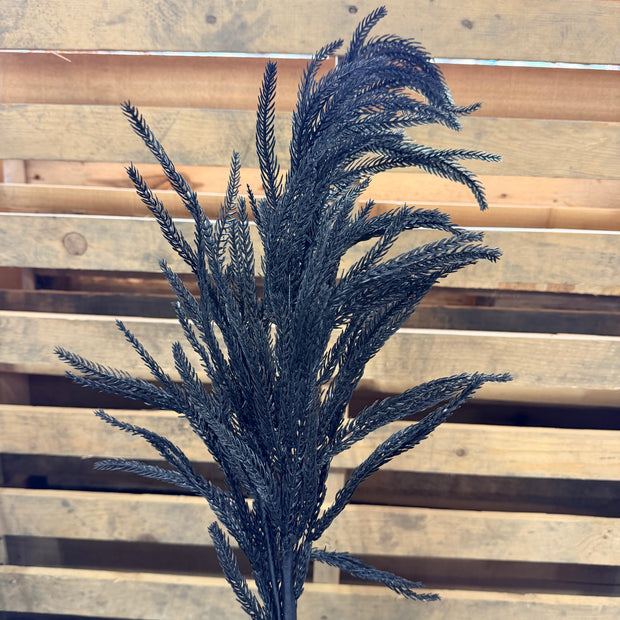 36” Black Norfolk pine Pick  - XV772702