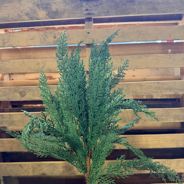32" Arborvitae stem - XX976609