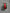 1.5”x 10yd red and green glitter stripe Wired Ribbon - RGA88144N