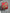 2.5 "X10YD Christmas plaid fused back Wired Ribbon - RGX0122