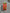 1.5” x 10yd lime green and red glitter dot with green backing d’lux ribbon - LX323524