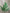 23”H  green maidenhair fern - XS236706