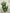 20”H noble fern spray- XV769409