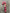 15”H  pink candy cane - 693076