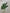 20.75”H Noble fir mixed spray  - XX975609