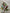 26”H mixed eucalyptus pinecone spray  - XX8718