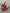 23”H red maidenhair fern - XS236724
