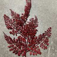 23”H red maidenhair fern - XS236724