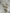 38 ”H pine cone branch spray - DC22108